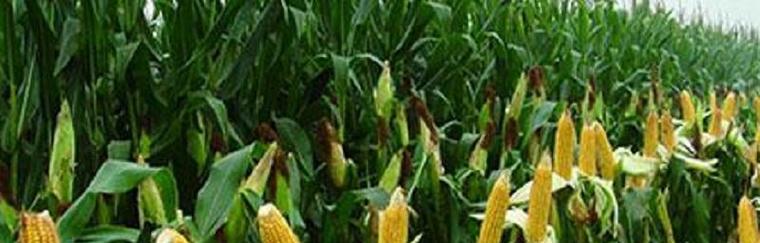 玉米种子是怎么来的？起源和培育过程解析