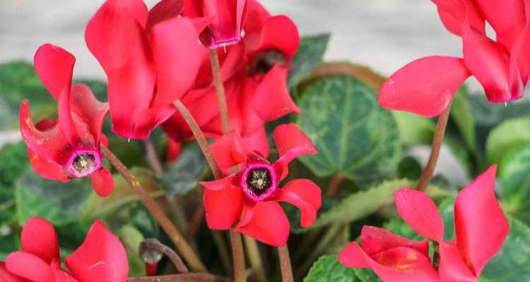 仙鹤来一年开几次花？如何促进其开花？