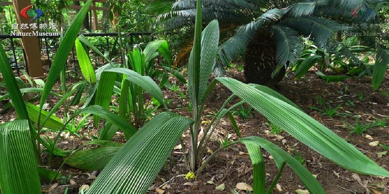 仙茅的功效与作用是什么？如何正确使用仙茅？