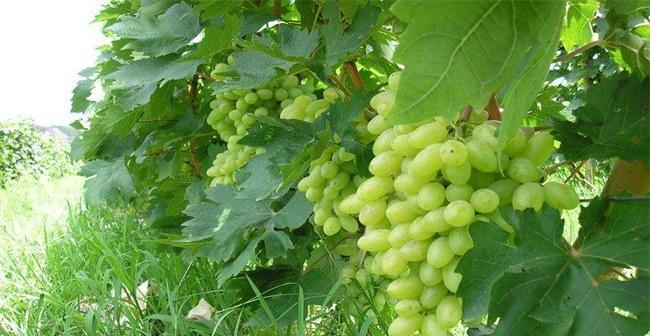 青提什么时候成熟？如何判断最佳采摘时间？