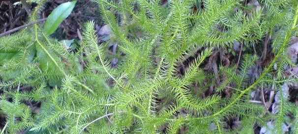 松树的根是什么样子的？如何识别松树的根系特征？_花植网