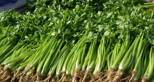 西芹种植时应选择阴凉还是阳光充足的地方?