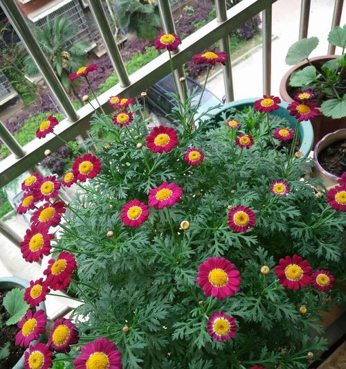 玛格丽特扦插方法及注意事项是什么?