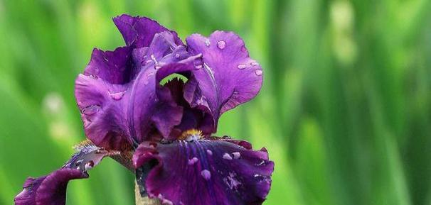 什么花代表陪伴和友谊?花语中友谊的含义是什么?