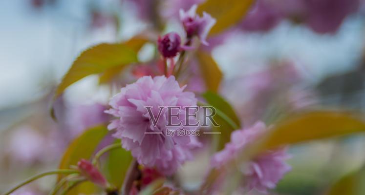 樱桃树的花是什么颜色?如何辨别樱桃树的花期?