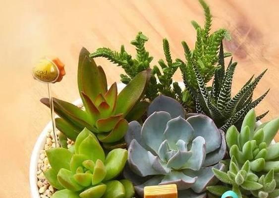 淘米水浇玉树的正确方法是什么？可以经常使用吗？