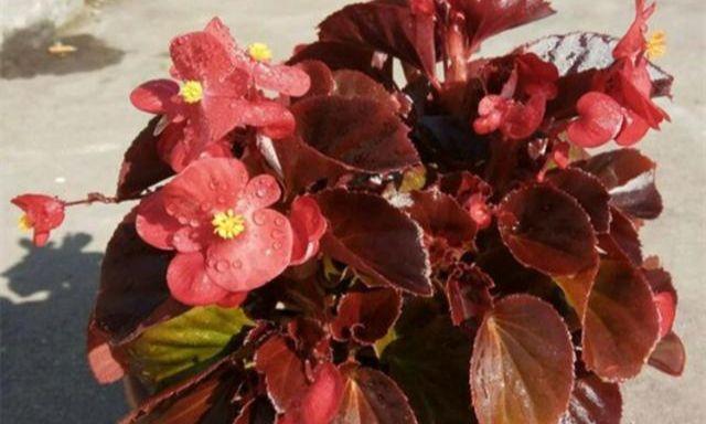 四季海棠冬天会开花吗？如何确保四季海棠冬季开花？