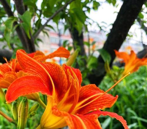 忘忧草还有哪些别名？忘忧草的花语是什么？