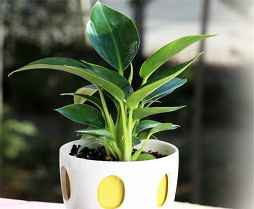 金钻上盆的最佳时间是什么时候？养护过程中应注意哪些问题？