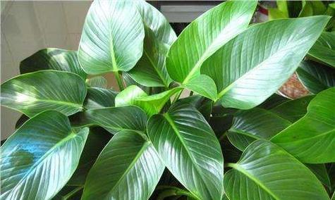 金钻上盆的最佳时间是什么时候？养护过程中应注意哪些问题？