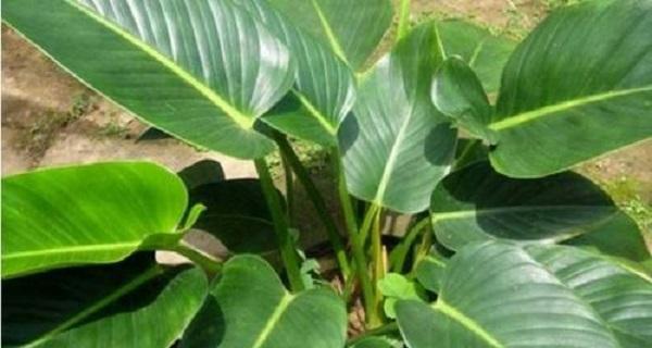 金钻上盆的最佳时间是什么时候？养护过程中应注意哪些问题？