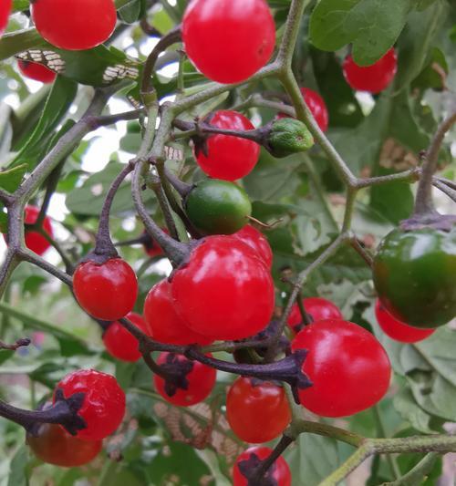 茄子含糖量高吗?如何影响血糖水平?