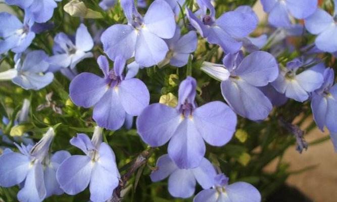 六倍利一年开几次花？如何确保其开花频率？