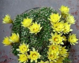 仙人指不开花是怎么回事？有哪些原因及处理方法？