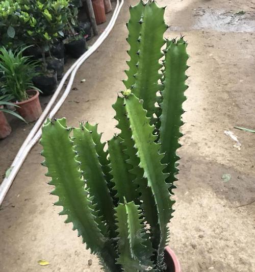 巴西龙骨开花吗？开花时是什么样子的？