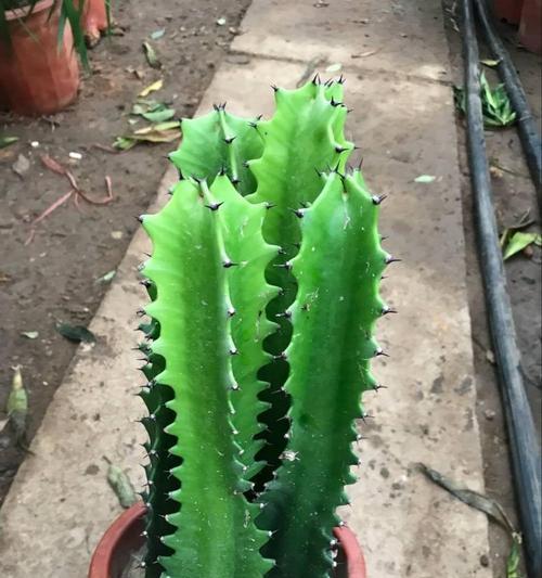 巴西龙骨开花吗？开花时是什么样子的？