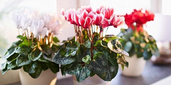 仙客来花期如何管理?管理要点有哪些?