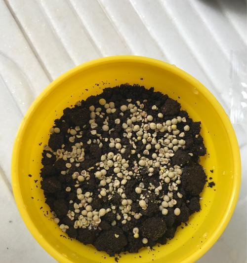 三叶草有种子吗？如何正确收集和播种三叶草种子？