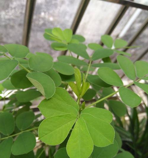 三叶草有种子吗?如何正确收集和播种三叶草种子? 三叶草有种子吗?如何正确收集和播种三叶草种子?