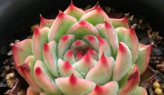 吉娃娃多肉的最大尺寸是多少？如何养护才能达到最大生长潜力？