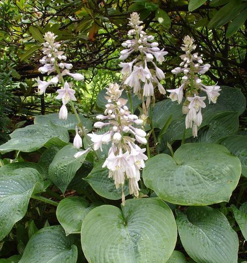 玉簪花会开花吗?开花时是什么样子的?_花植网