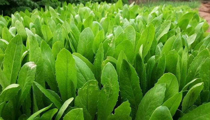 油麦菜一年能种几季？种植后多久可收获食用？