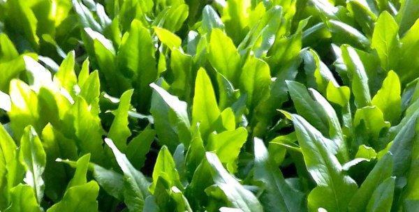 油麦菜一年能种几季？种植后多久可收获食用？