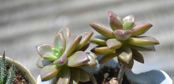 姬胧月徒长了怎么办？如何修剪和恢复其紧凑形态？