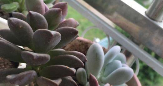 姬胧月徒长了怎么办？如何修剪和恢复其紧凑形态？