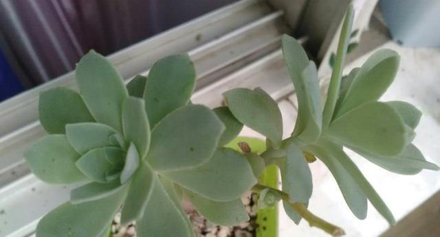 姬胧月徒长了怎么办？如何修剪和恢复其紧凑形态？