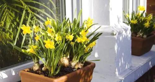 花生壳适合养哪些花?使用花生壳养花的好处是什么?