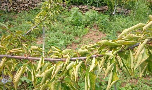 樱桃树冬天掉叶子是正常现象吗？原因是什么？