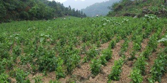 天麻的最佳种植时间是什么时候?种植过程中应注意哪些问题?