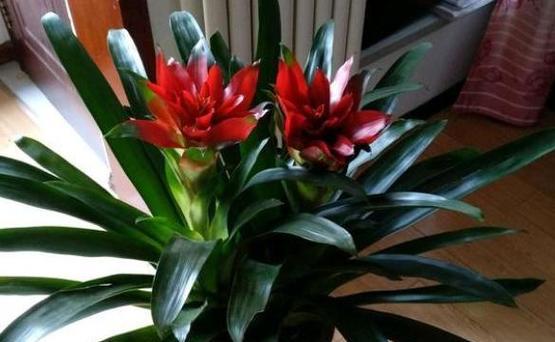 鸿运当头花开花秘诀是什么？如何正确养护以促花？