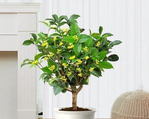 月桂适合在室内养吗？室内种植月桂需要注意什么？