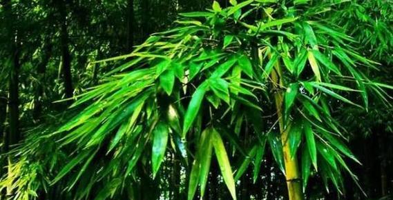 毛竹属于草本植物还是木本植物？如何区分？_花植网