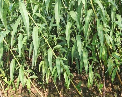 桃树适合什么土壤种植?如何选择最佳种植地点?