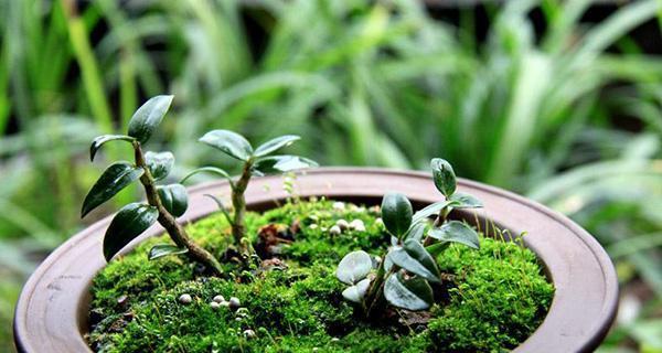 苔藓养殖技巧：如何保持苔藓绿色长青？