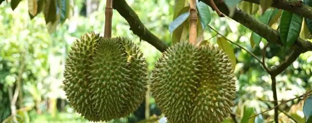 榴莲能保存多久？如何正确储存以延长保鲜期？
