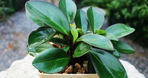 碧玉换盆的最佳时机是什么时候？换盆后如何护理？