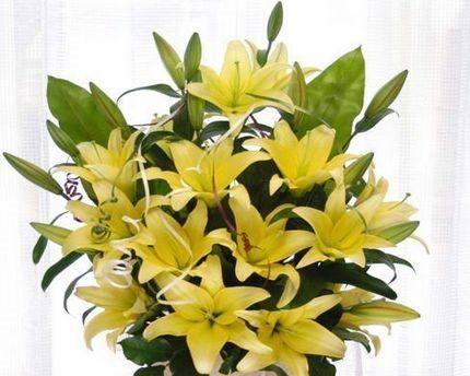 香水百合开花周期是多久?如何促进其开花?