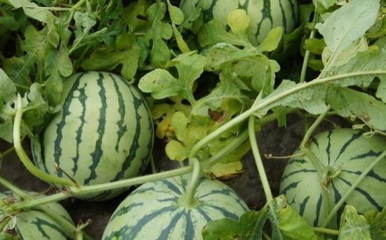 西瓜是什么形状？如何判断西瓜的成熟度？