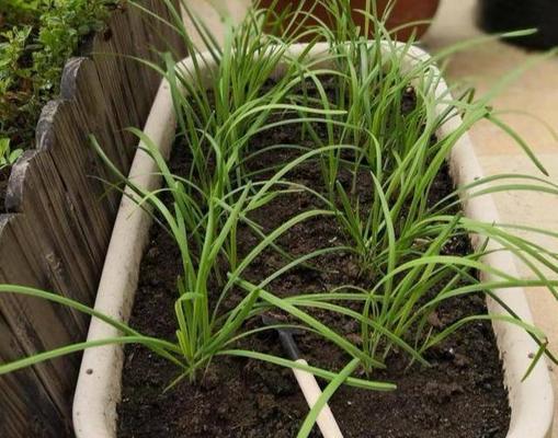 韭菜喜不喜欢阳光？种植韭菜时阳光需求解析？