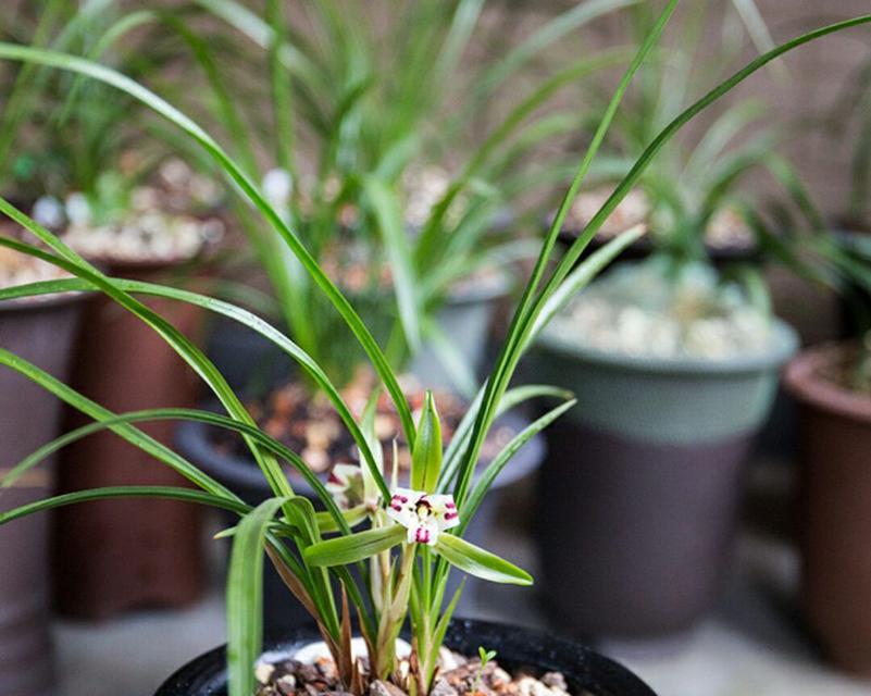 兰草分株的最佳时机是什么时候？分株后如何护理？