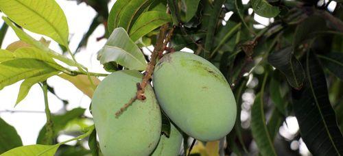 门前种植芒果树的利弊是什么？需要注意哪些事项？