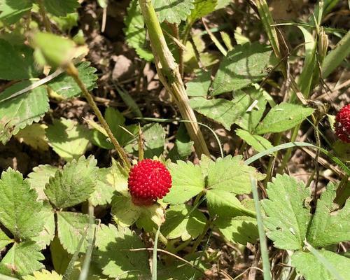 野草莓什么时候成熟上市？如何挑选最新鲜的野草莓？