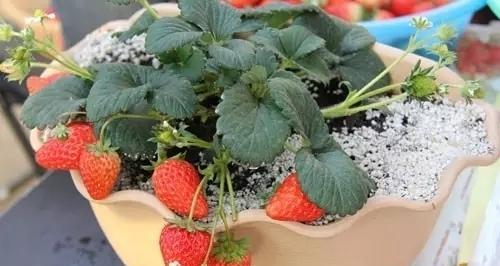 草莓一年四季都能种吗？什么季节种植最合适？