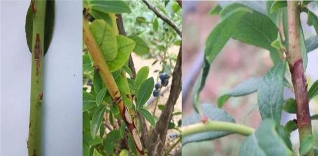 蓝莓枯萎了怎么办？如何有效预防和处理？