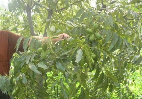 山核桃什么时候成熟上市？如何挑选新鲜的山核桃？