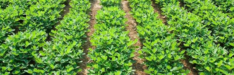 花生产地在哪里？中国主要花生种植区域有哪些？